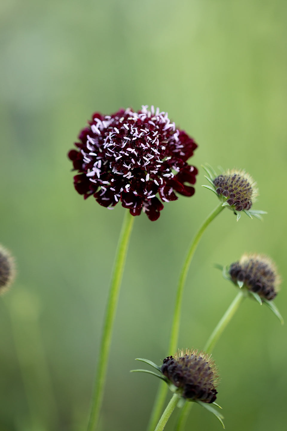 SCABIOSA - BLACK KNIGHT