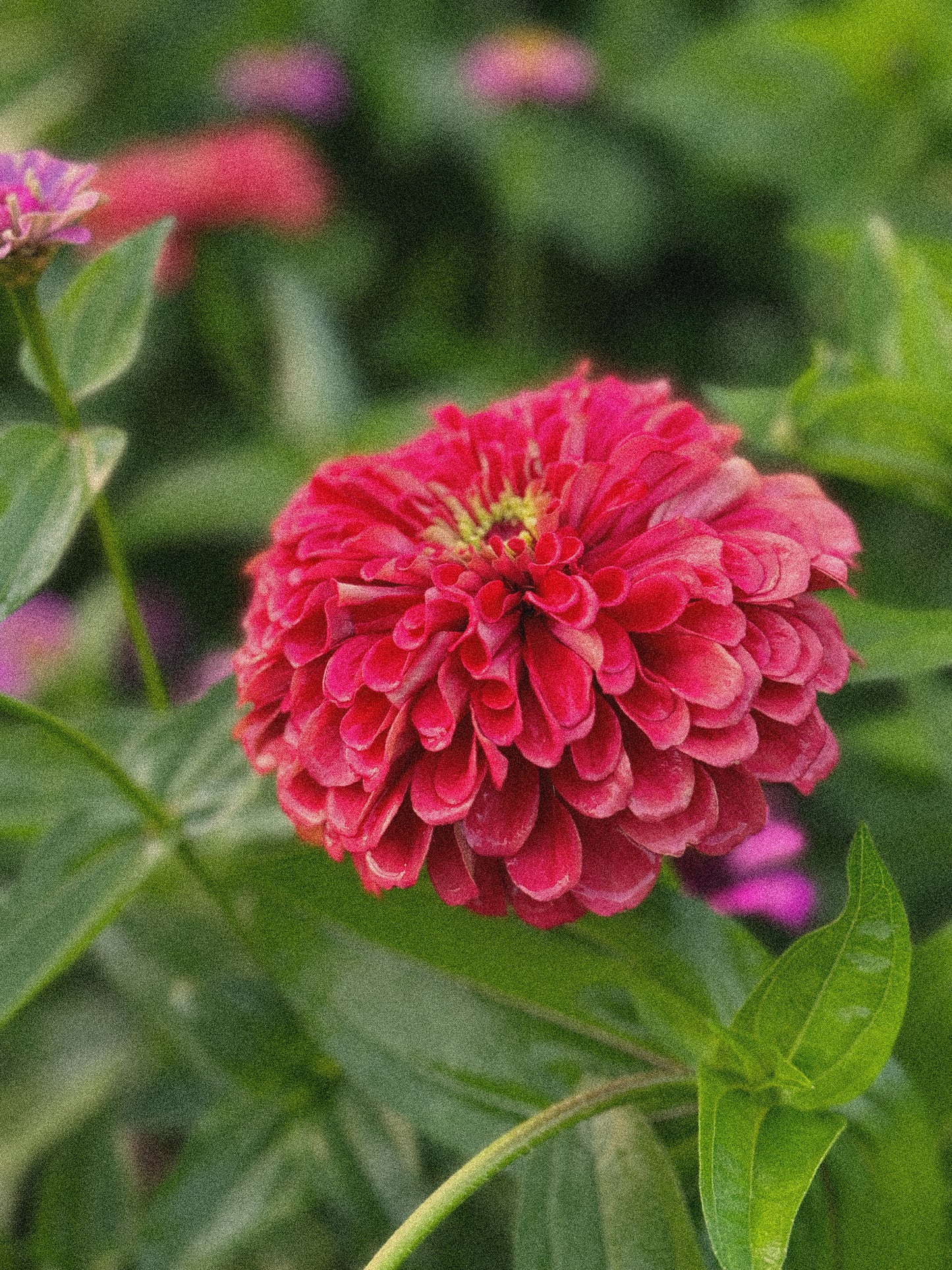 Starter Pack of Cut and Come Again Plant Starts