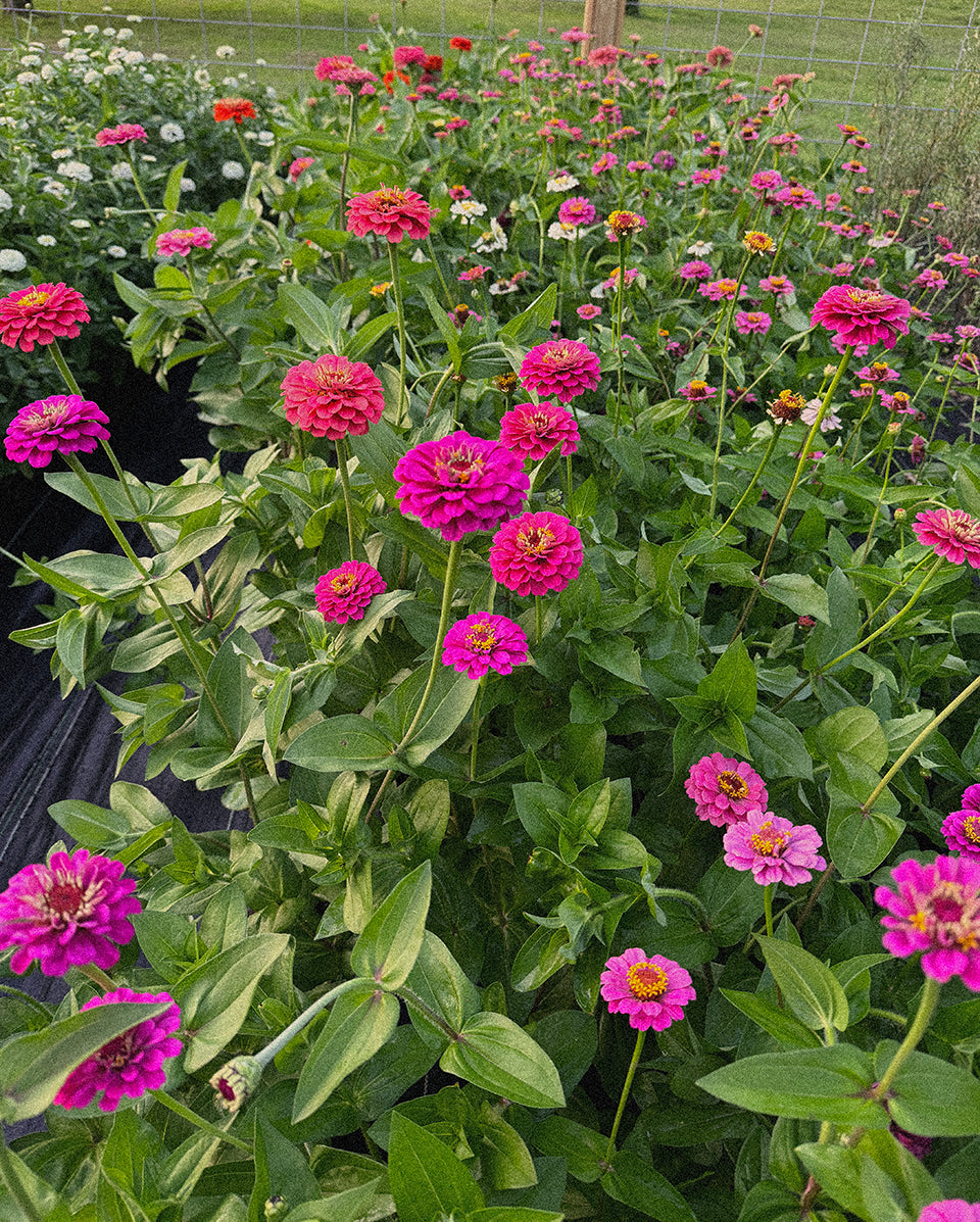 Zinnia Mix