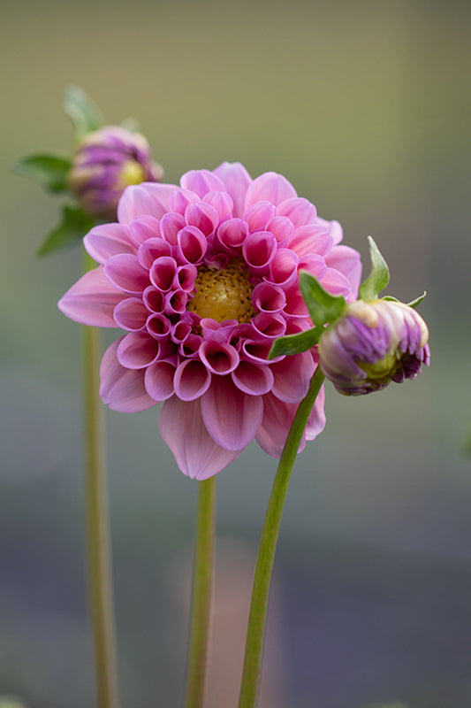 Let's Grow Together - A Giveaway!