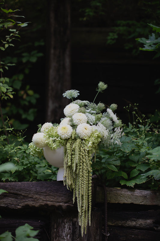 RYECROFT JAN - MY GO TO WHITE DAHLIA FOR WEDDINGS - A TRUE CLASSIC