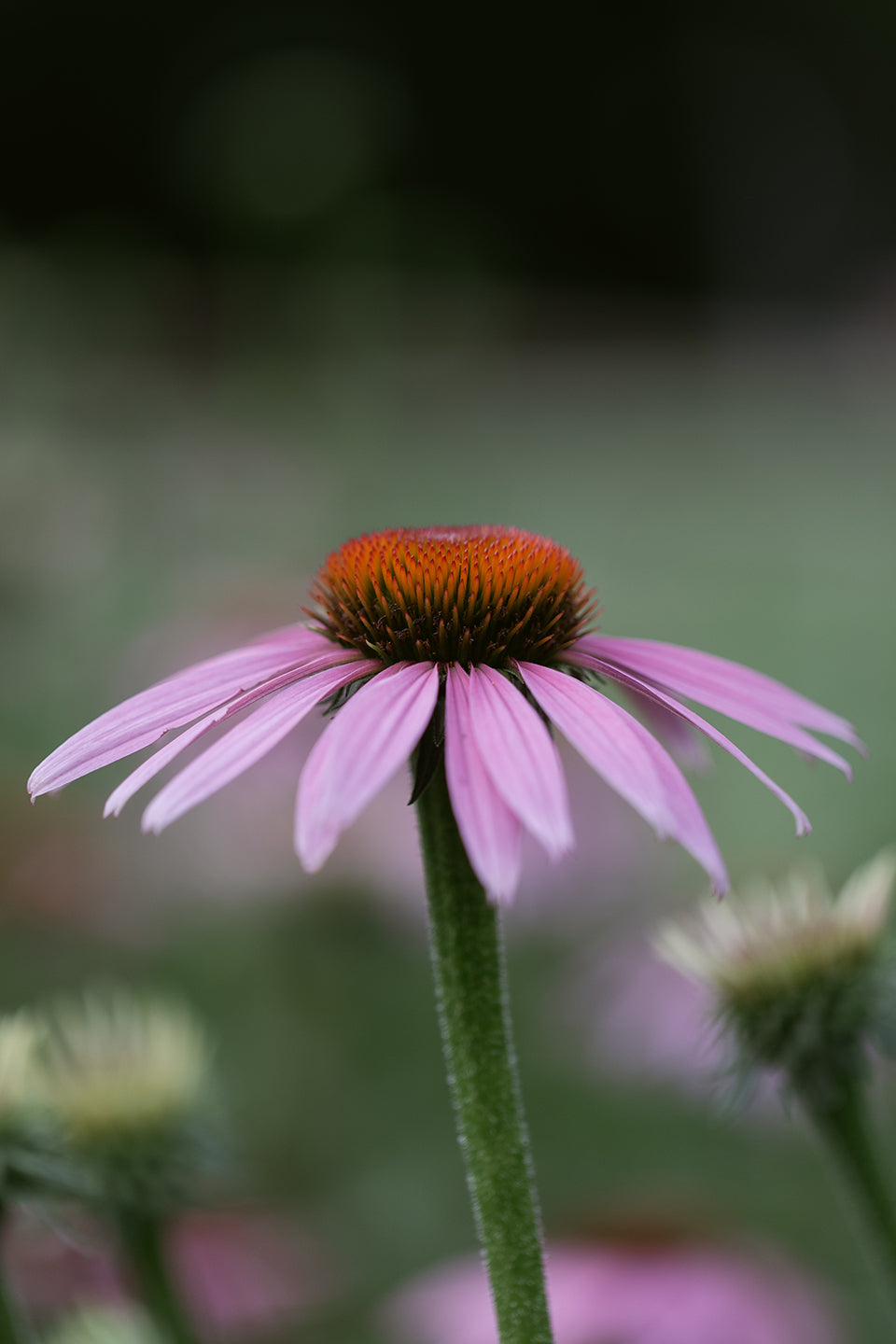 Purple Cone Flower