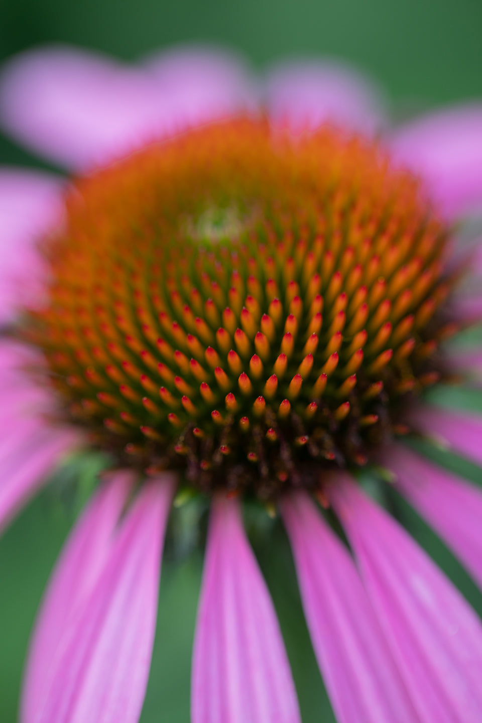 Purple Cone Flower