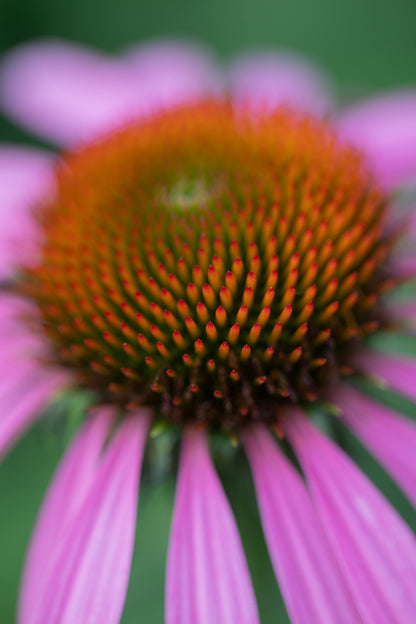 Purple Cone Flower