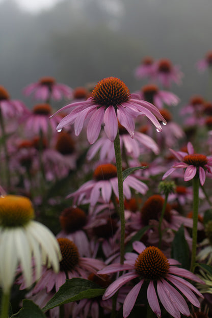 Purple Cone Flower