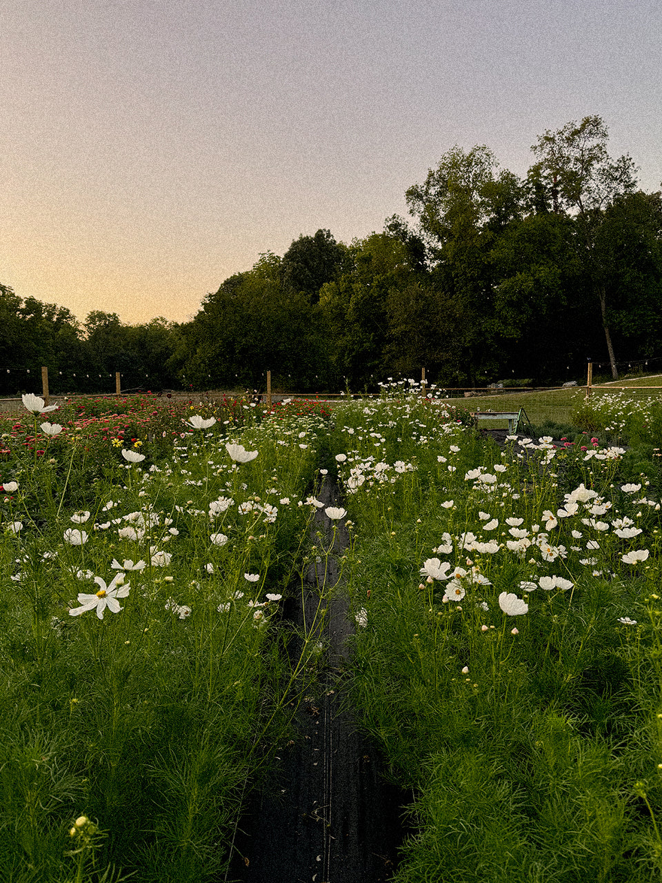 White Cottage Garden Mix