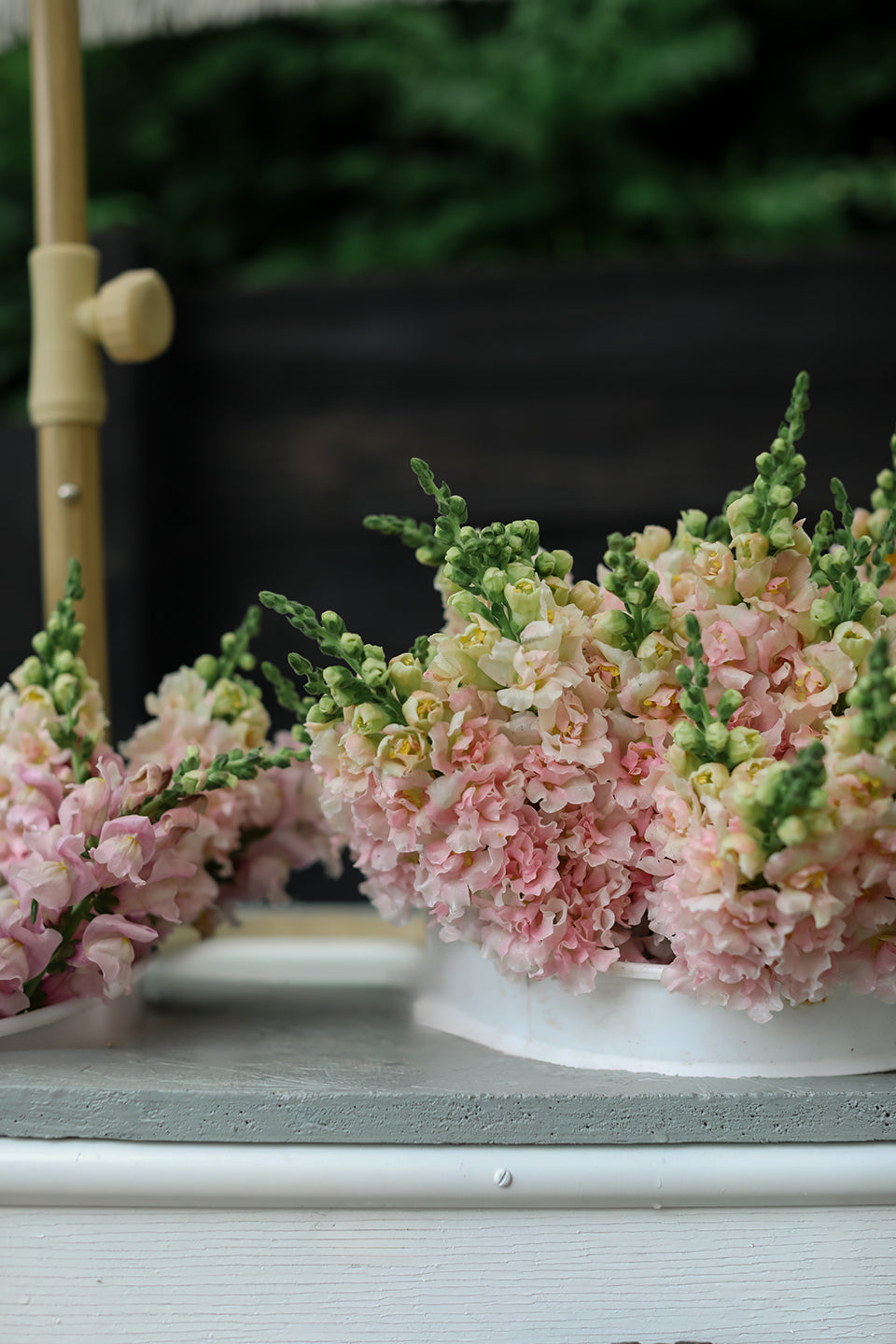 Snapdragons in flower cart