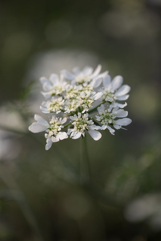 ORLAYA - WHITE FINCH