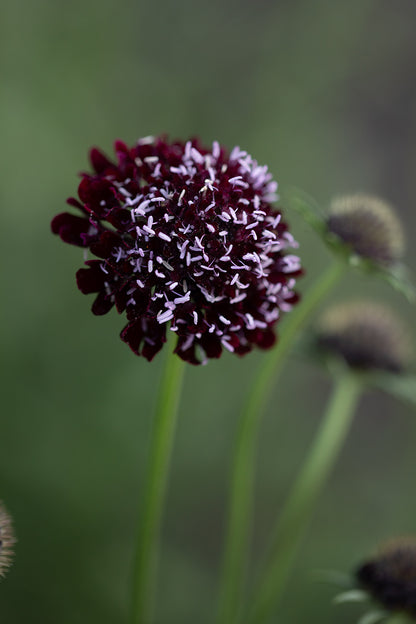 SCABIOSA - BLACK KNIGHT