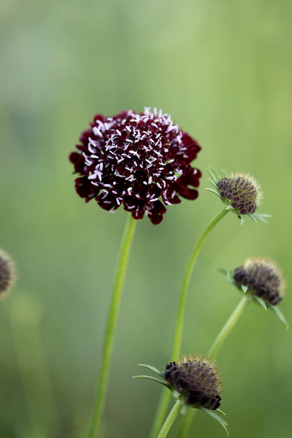 SCABIOSA - BLACK KNIGHT