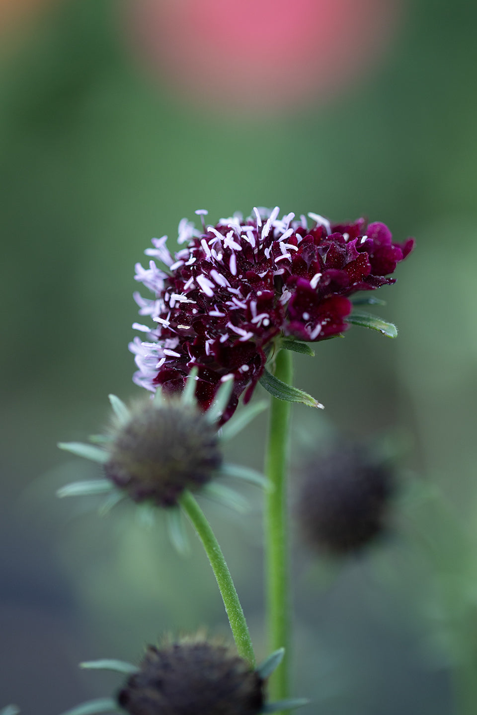 SCABIOSA - BLACK KNIGHT