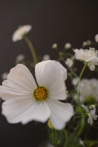 White Cottage Garden Mix