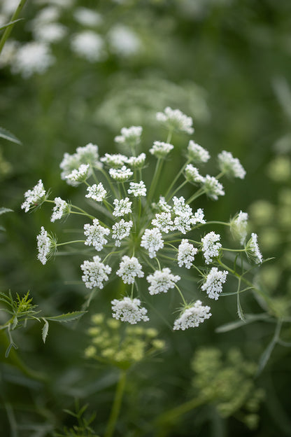 AMMI (FALSE QUEEN ANNE'S LACE) - WHITE DILL