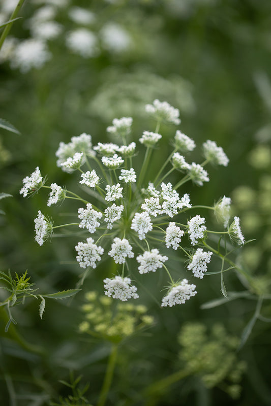 AMMI (FALSE QUEEN ANNE'S LACE) - WHITE DILL