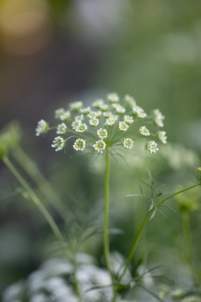 AMMI (FALSE QUEEN ANNE'S LACE) - WHITE DILL