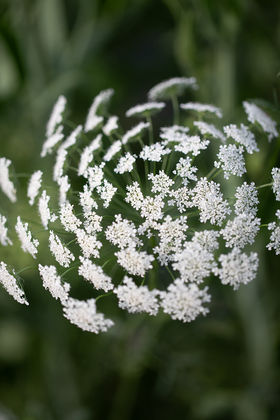 AMMI (FALSE QUEEN ANNE'S LACE) - WHITE DILL