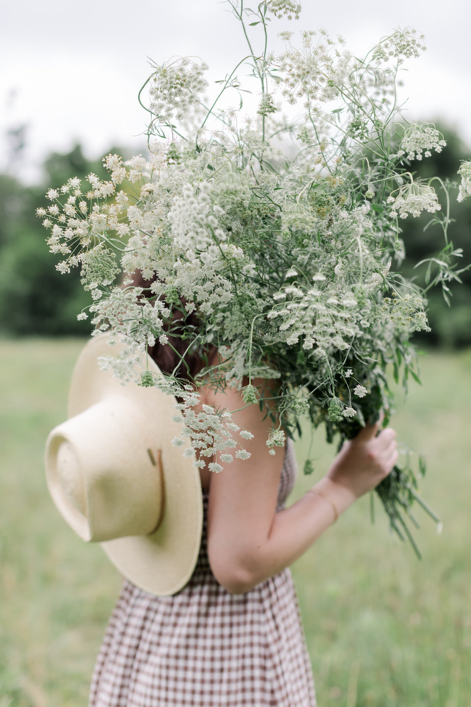 AMMI (FALSE QUEEN ANNE'S LACE) - WHITE DILL