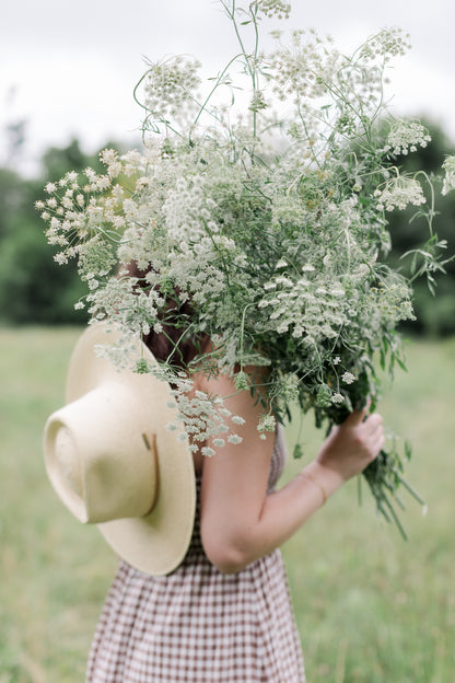 AMMI (FALSE QUEEN ANNE'S LACE) - WHITE DILL