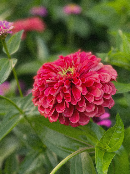 Zinnia Mix