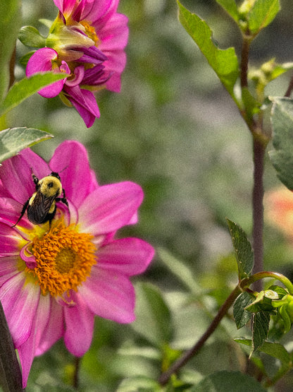 Starter Pack of Cut and Come Again Plant Starts