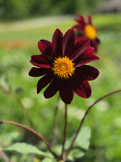 50 Cell Pack of Cut and Come Again Plant Starts