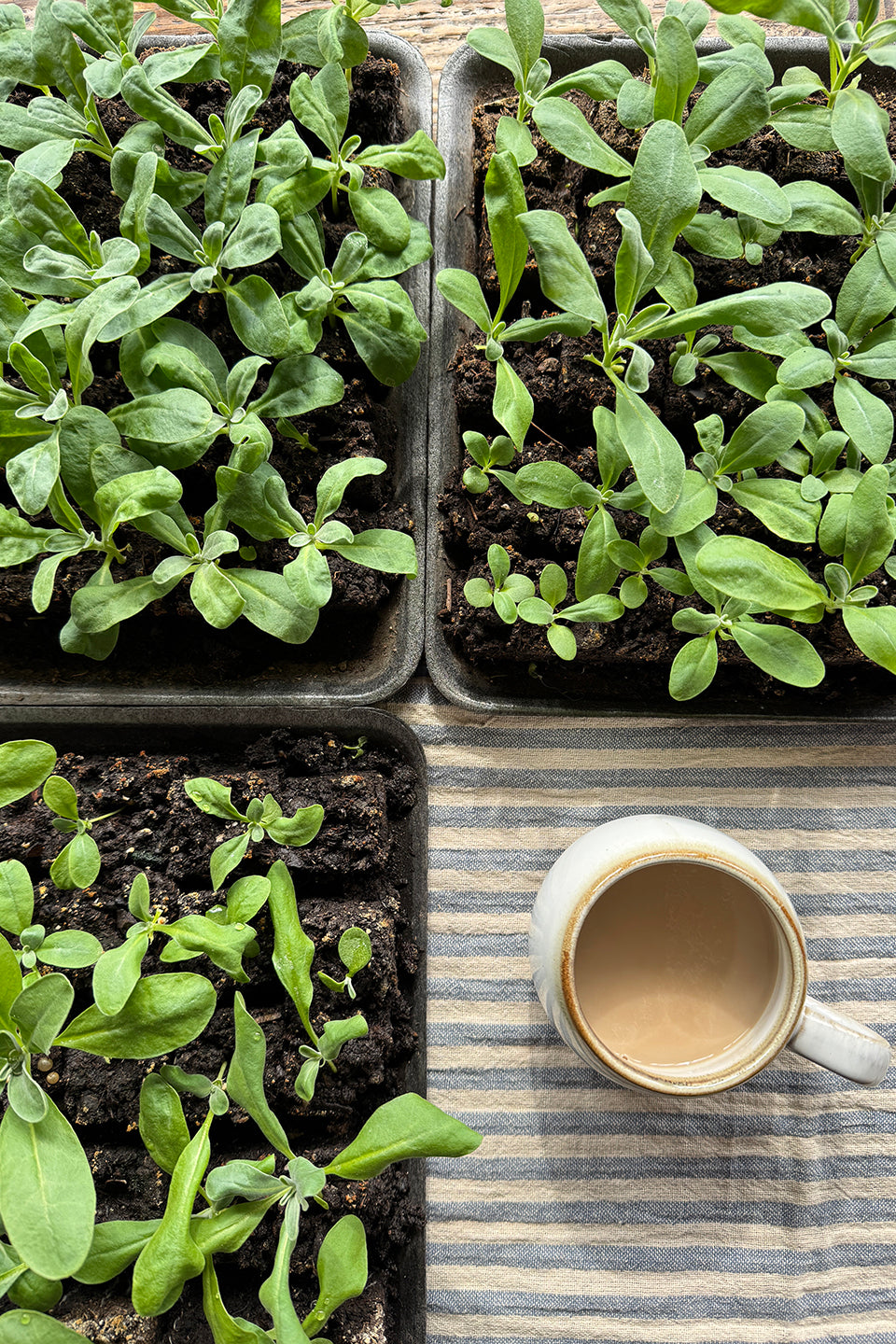 50 Cell Pack of Cut and Come Again Plant Starts