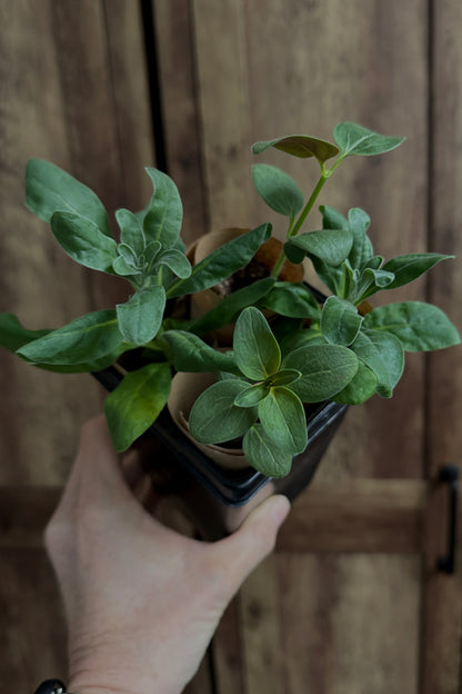 Starter Pack of Cut and Come Again Plant Starts