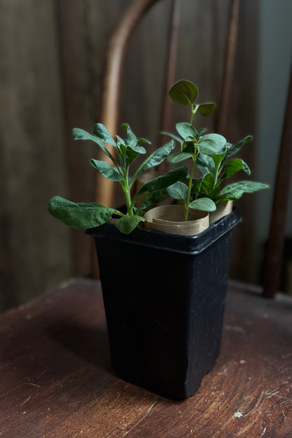 Starter Pack of Cut and Come Again Plant Starts