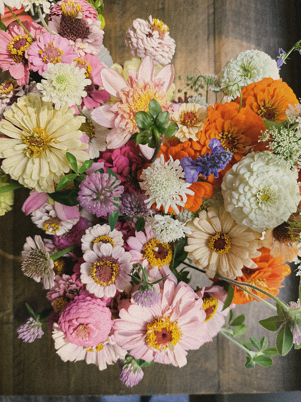 50 Cell Pack of Cut and Come Again Plant Starts