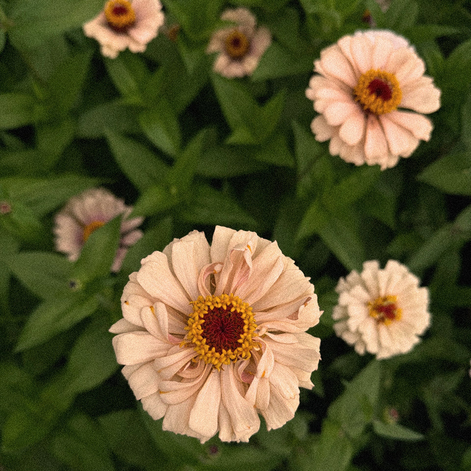 Zinnia Mix