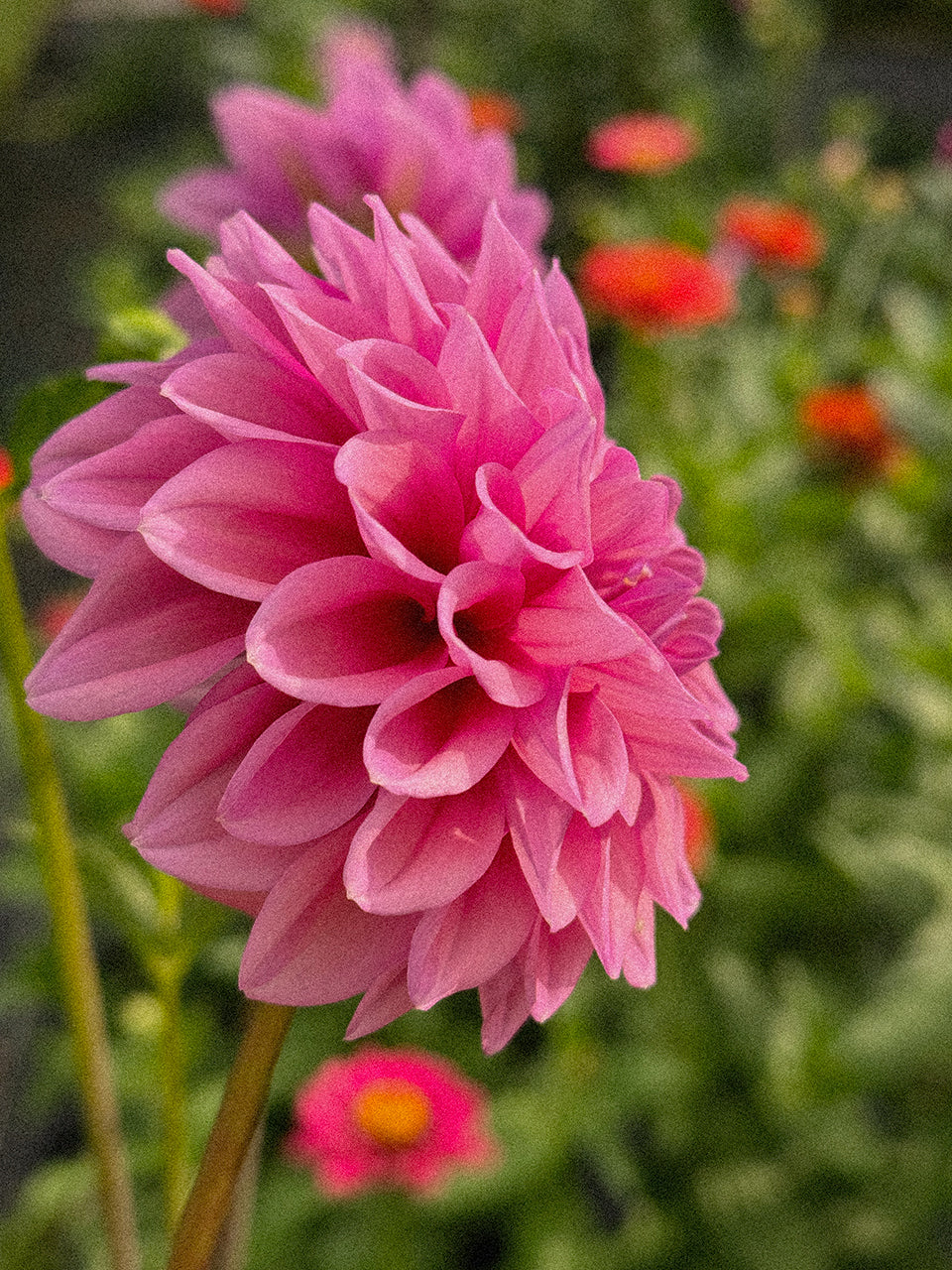 Dahlia  Mix