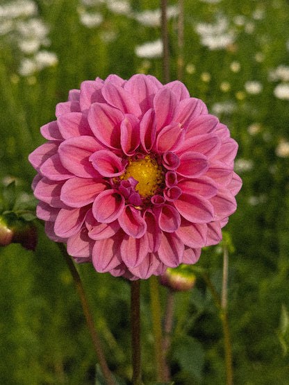 Dahlia  Mix